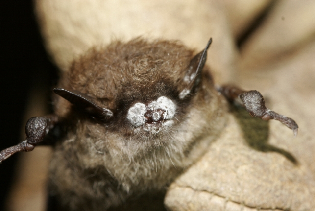 Bat with white nose syndrome.