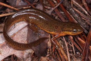Salamander image.