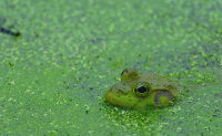 Frog image.