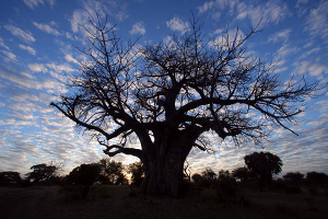 Baobab tree photo.