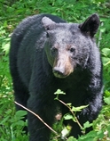 Black bear photo.