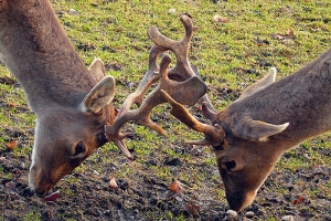 Fighting bucks photo.