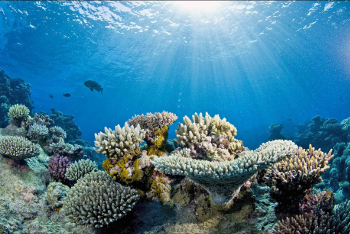 Coral reef photo.