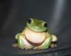 Frog photo.