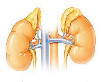 Kidney photo.