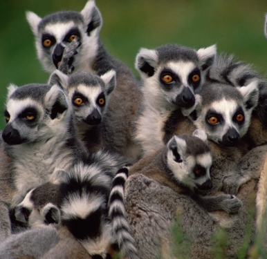 Lemur photo.