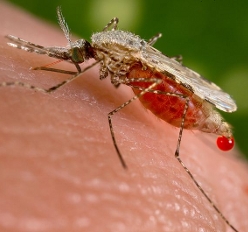 Mosquito photo.