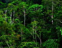 Rainforest image.