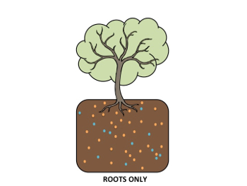 Root photo.