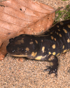 Salamander photo.