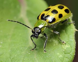 Beetle photo.