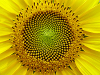 Sunflower photo.