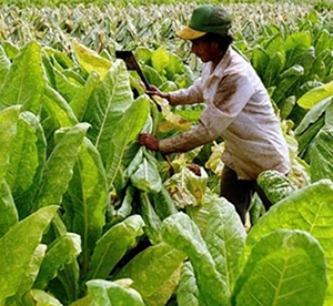 Tobacco photo.