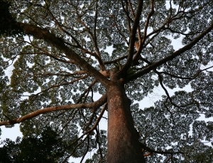 Tree image.