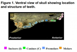 In the "Of Skulls and Teeth" unit, there are many activities involving the counting, classifying and measuring of different aspects of animal skulls, including teeth, in order to better understand the adaptations of organisms.