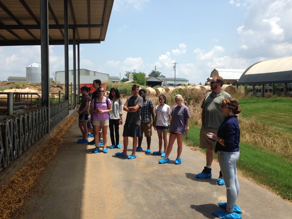 The host-pathogen and tuberculosis SRE groups tour a local dairy farm to learn about how cattle are managed to prevent the spread of infectious diseases.